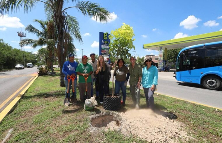 Árboles fuertes y una Mérida más verde gracias a una nueva manera de plantar: Cecilia Patrón