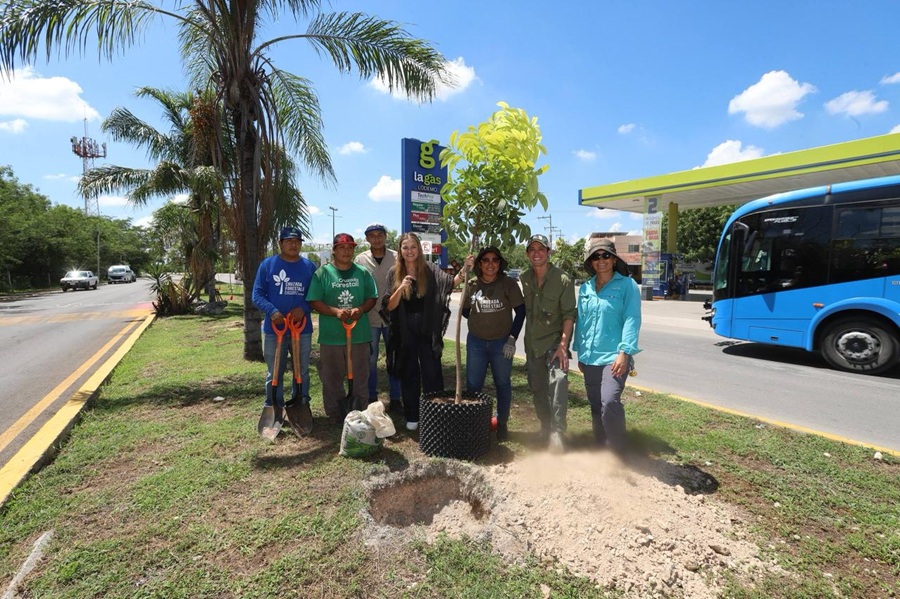 Árboles fuertes y una Mérida más verde gracias a una nueva manera de plantar: Cecilia Patrón