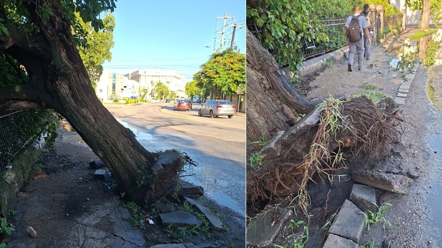Ante el riesgo de caída, el Ayuntamiento de Mérida retira un árbol en la Avenida Pérez Ponce