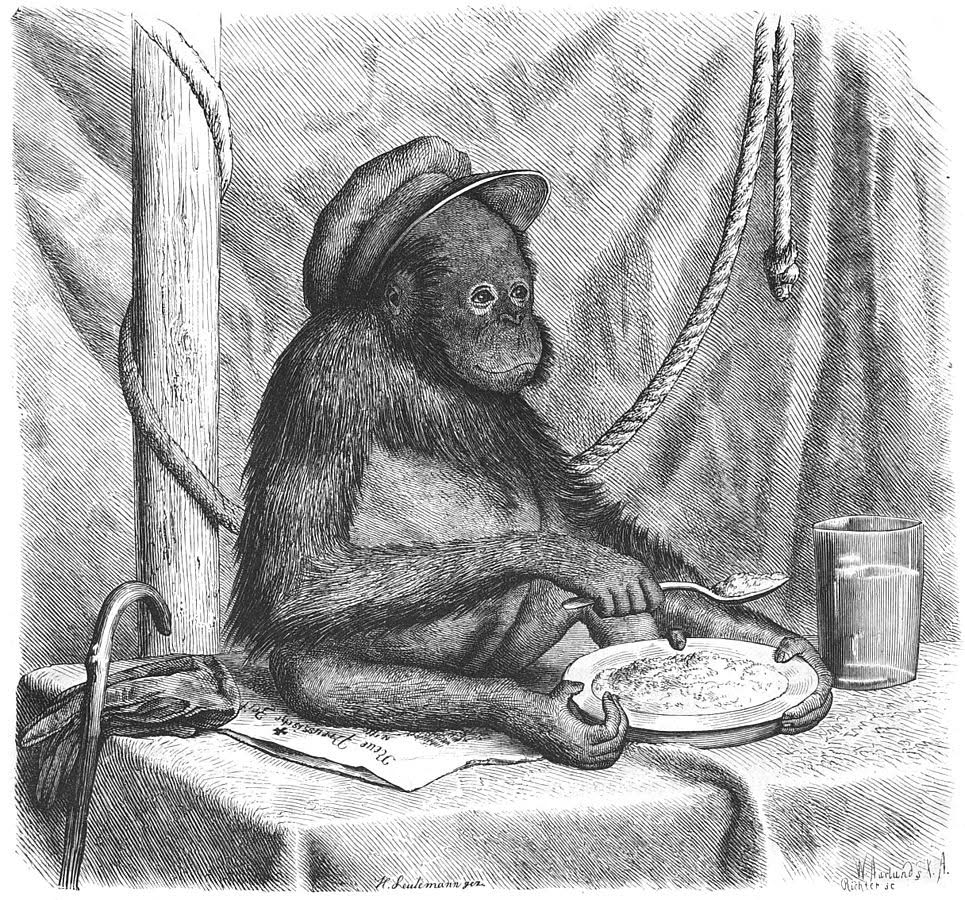 El día que Francia juzgó a un orangután por asesinato