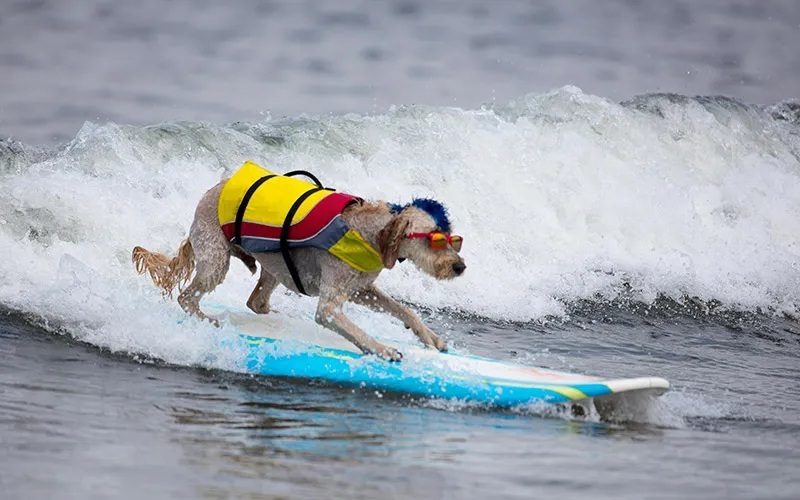 Perros surfistas dominan olas sobre sus tablas en campeonato