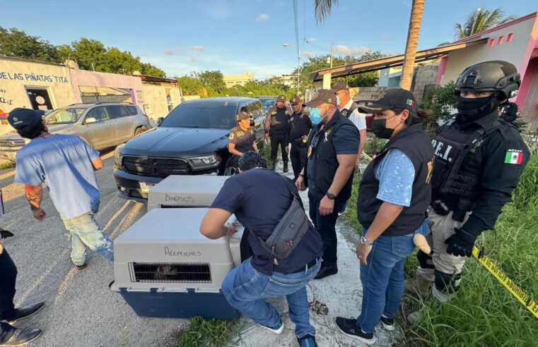 Investigan FGE y SSP caso de maltrato animal; rescatan a ocho canes en Mérida