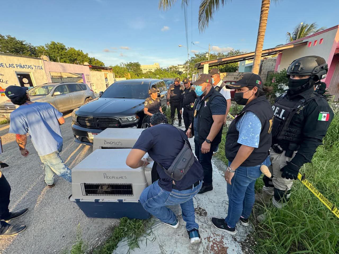 Investigan FGE y SSP caso de maltrato animal; rescatan a ocho canes en Mérida