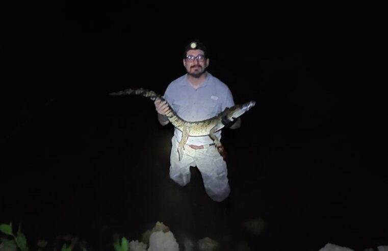Reubican cocodrilo avistado en  Chabihau para proteger anidación de tortuga carey