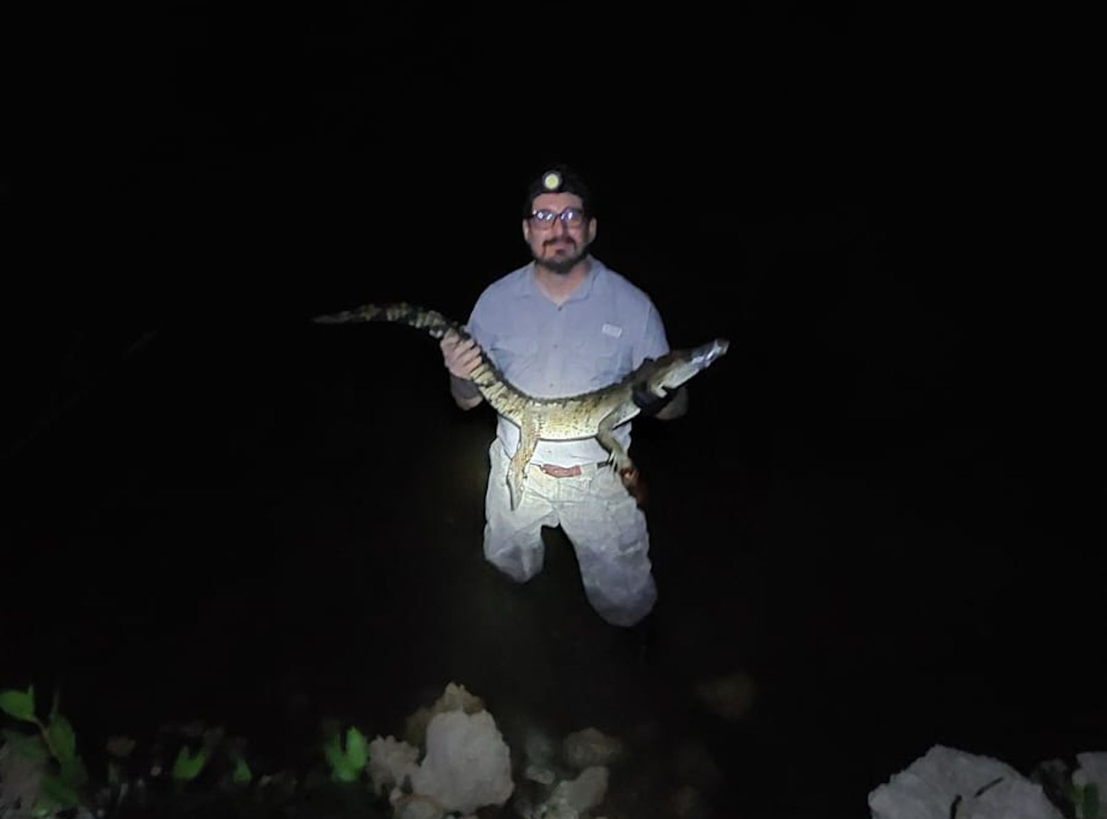 Reubican cocodrilo avistado en  Chabihau para proteger anidación de tortuga carey