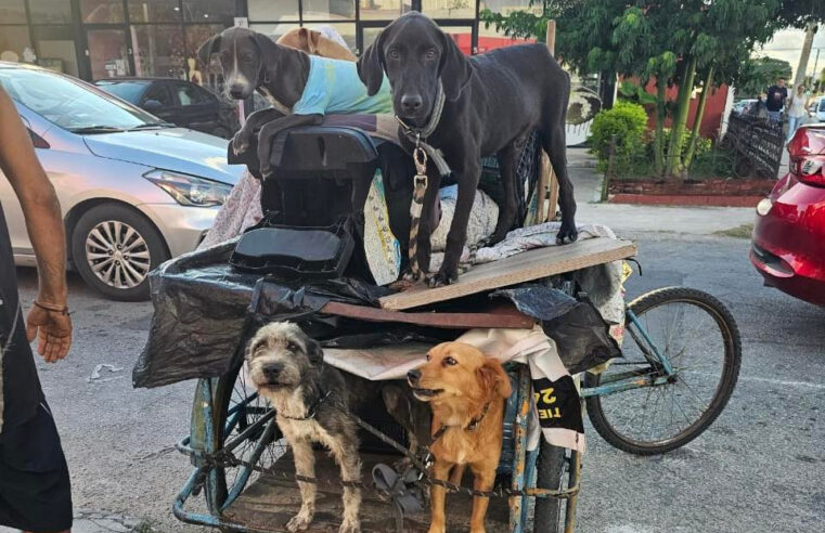 Rescatan en Pensiones a 13 perros y gatos que vivían amarrados a un triciclo