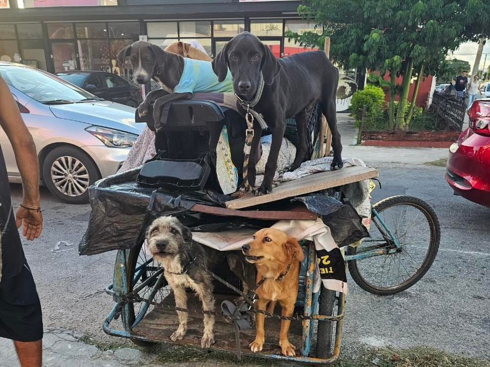 Rescatan en Pensiones a 13 perros y gatos que vivían amarrados a un triciclo