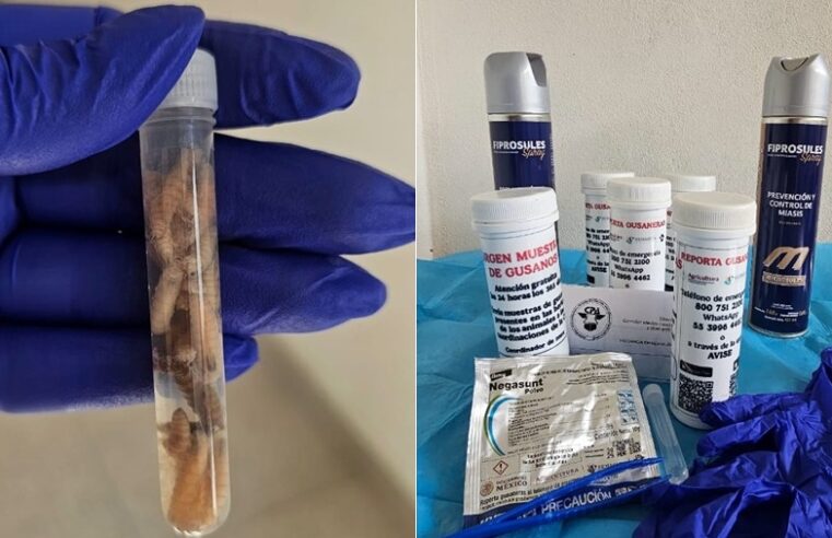 El Ayuntamiento de Mérida ofrece atención a mascotas infectadas con gusano barrenador