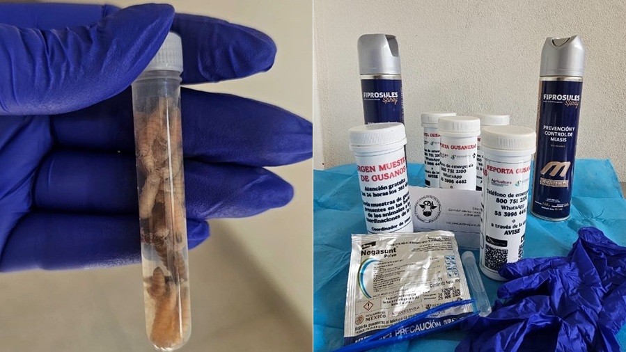 El Ayuntamiento de Mérida ofrece atención a mascotas infectadas con gusano barrenador