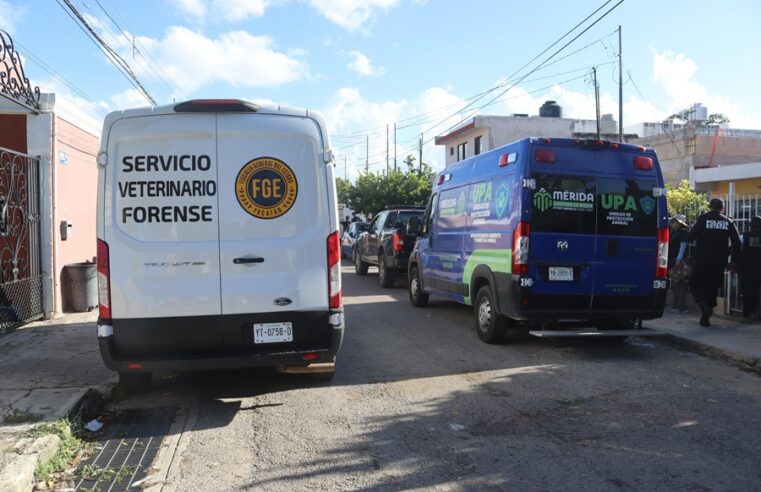 Unidad de Protección Animal de Mérida atiende reporte de perro herido