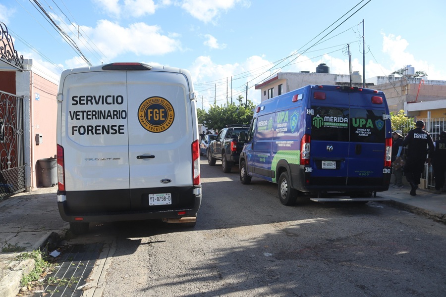 Unidad de Protección Animal de Mérida atiende reporte de perro herido