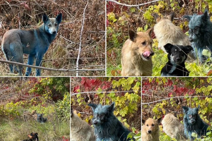 Detectan perros azules en Chernobyl, donde explotó un reactor nuclear