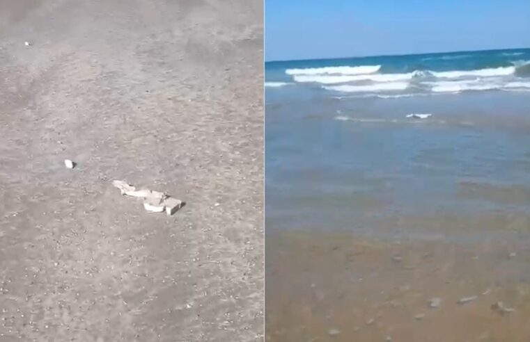 Hallan basura espacial y delfines muertos en playa Bagdad, Tamaulipas