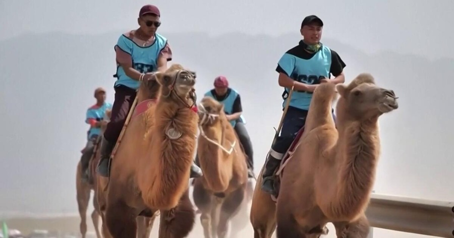 Chinos cambian bicicletas por camellos para salir de paseo en familia
