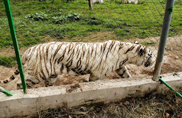 Hallan muerto al tigre de bengala que se fugó de un zoológico en Puebla