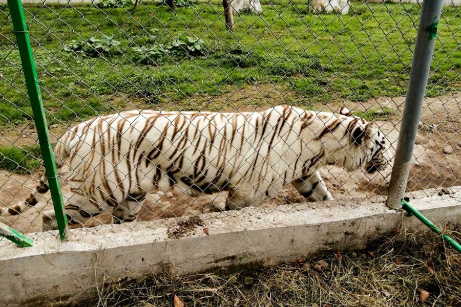 Hallan muerto al tigre de bengala que se fugó de un zoológico en Puebla