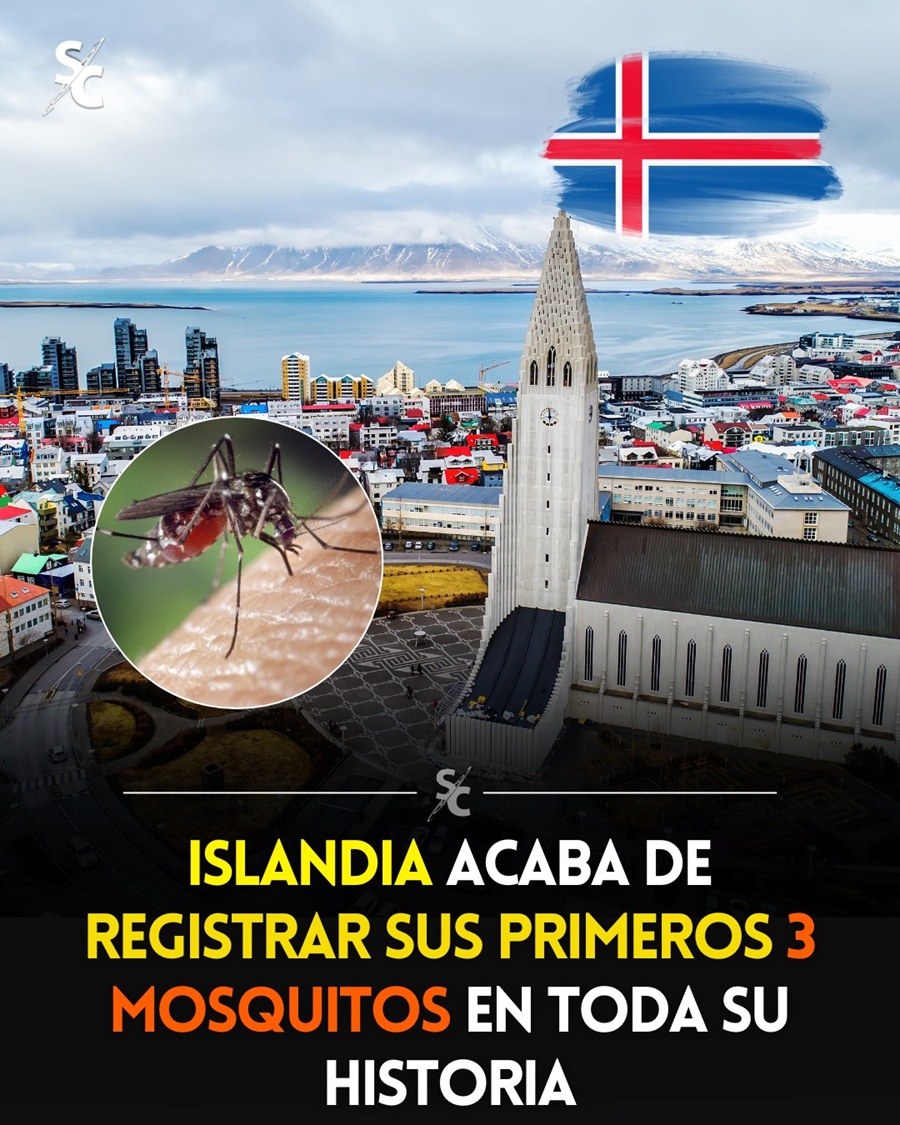 Islandia deja de ser el único país del mundo libre de mosquitos