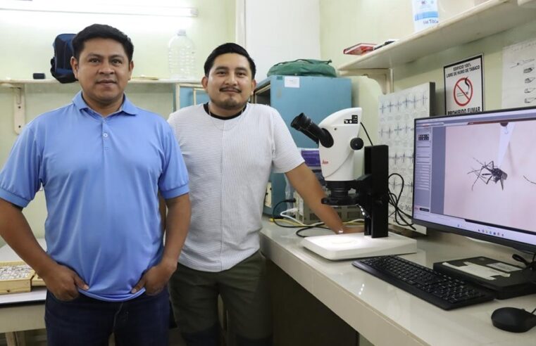 Llega a Yucatán mosco asiático que transmite dengue, chikungunya, zika y fiebre amarilla
