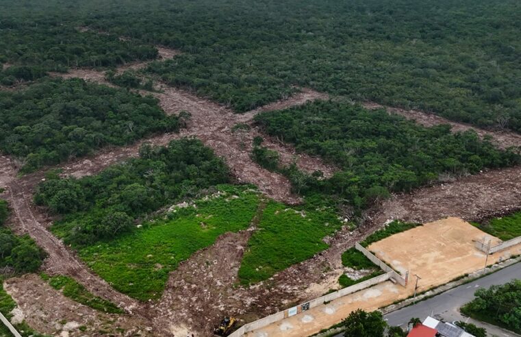 Por cambio de uso de suelo, la Profepa clausura el proyecto inmobiliario Savia Residencial