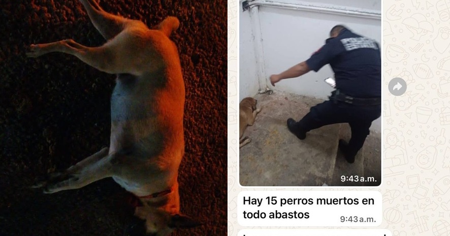 El Ayuntamiento denunciará al envenenador de perros en la Central de Abastos de Mérida