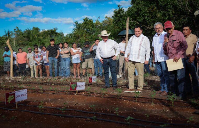 Renacimiento Maya impulsa producción agrícola en Yucatán 