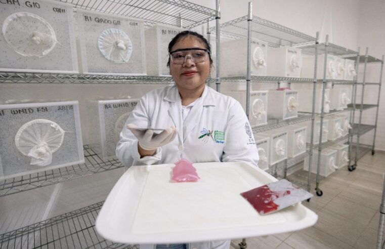 Yucatán producirá «mosquitos buenos» que disminuyen la transmisión de dengue, zika y chikungunya