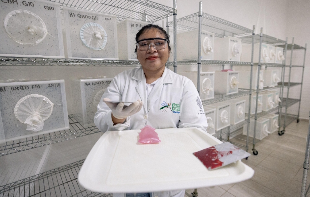 Yucatán producirá «mosquitos buenos» que disminuyen la transmisión de dengue, zika y chikungunya