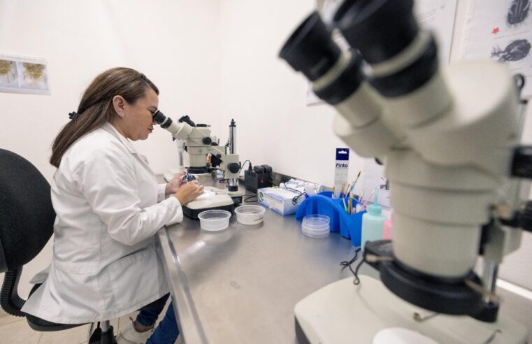 Yucatán impulsa producción de mosca estéril para erradicar el gusano barrenador 