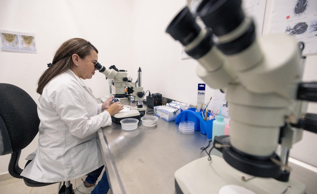 Yucatán impulsa producción de mosca estéril para erradicar el gusano barrenador 