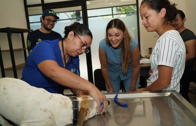 Jornada de esterilización para perros callejeros “Suma una pata”