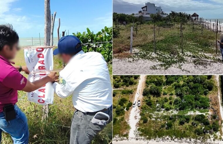 Profepa clausura obras ilegales en dos predios en la Reserva de la Biósfera Ría Celestún