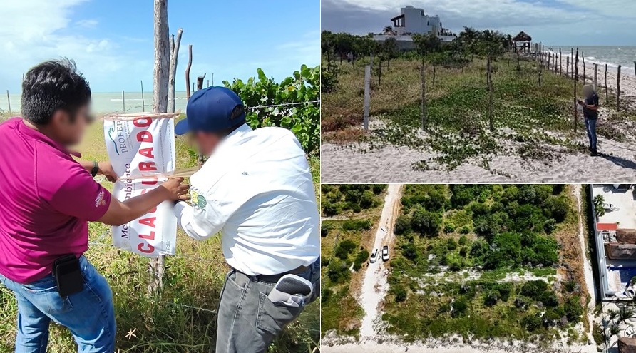 Profepa clausura obras ilegales en dos predios en la Reserva de la Biósfera Ría Celestún