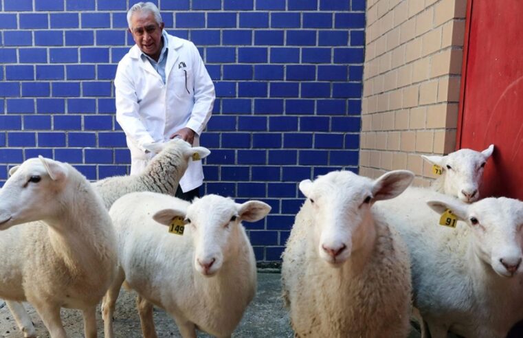 Tras clonar su primer borrego, México está listo para hacerlo con caballos y toros