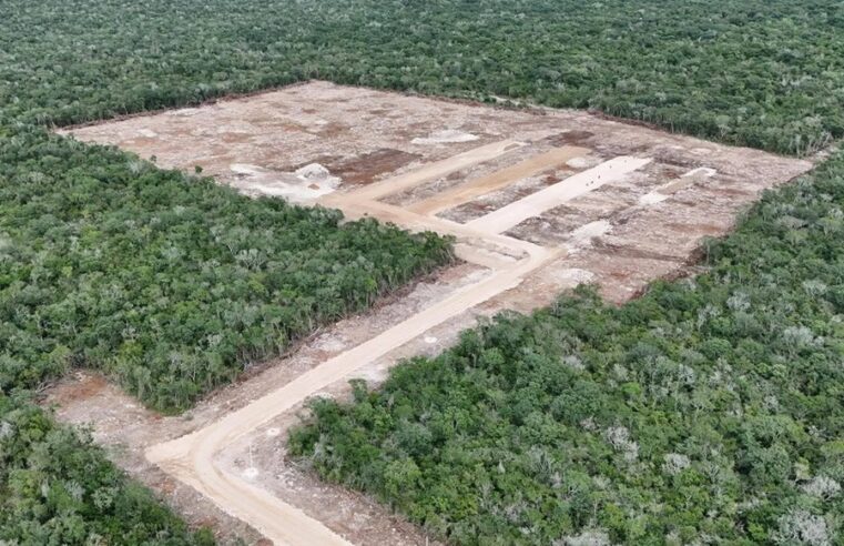 Profepa clausura ampliación de una granja Crío que arrasó vestigios arqueológicos en Kinchil