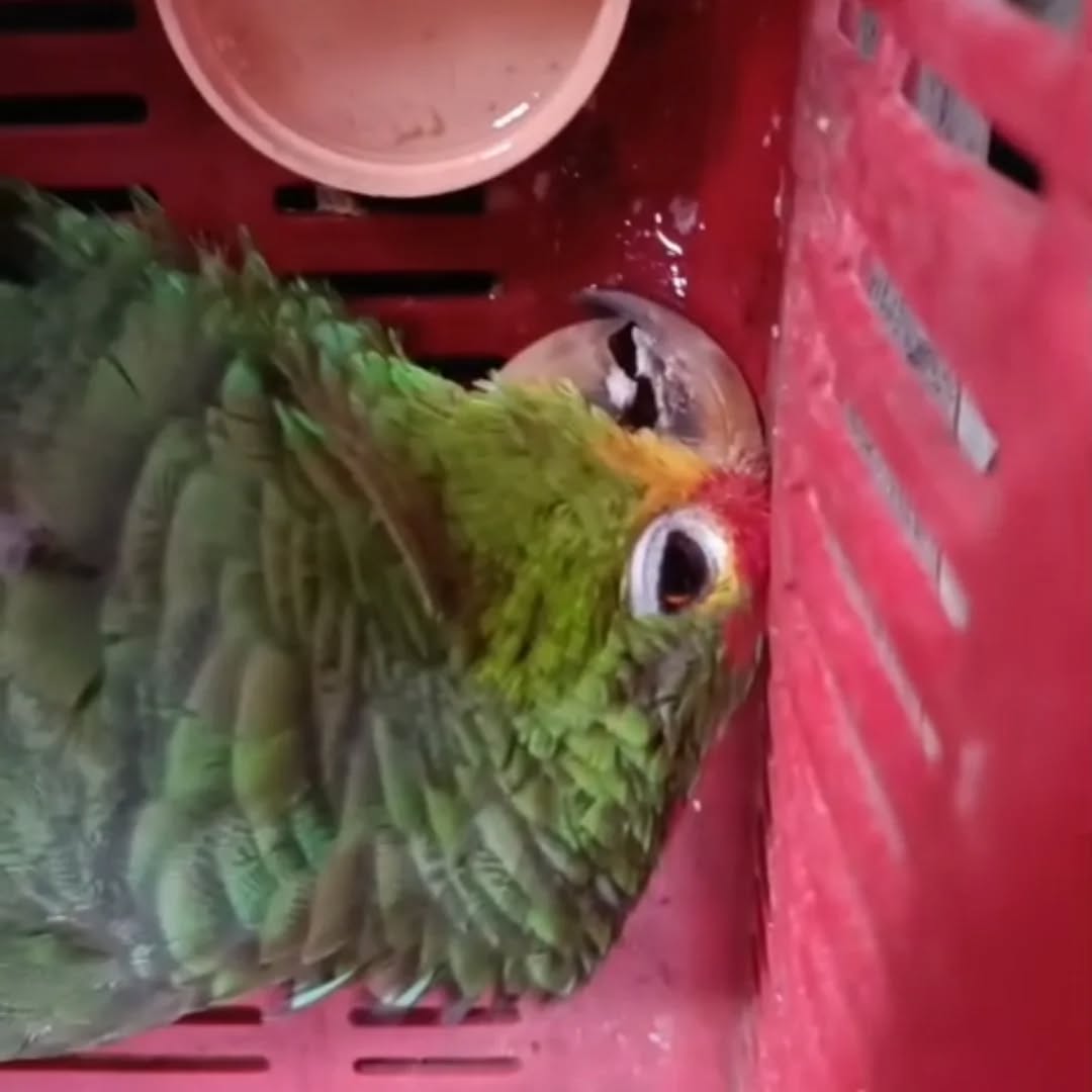 Dos loros llegan con graves lesiones al refugio Santa María: los tenía como mascotas