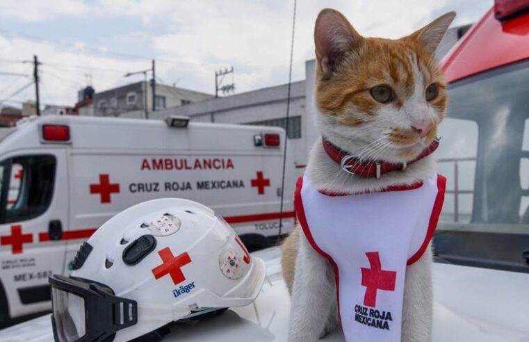 Atropellan y matan a Cruzberto, el gato voluntario de la Cruz Roja