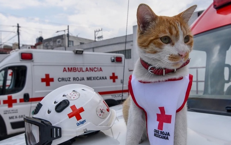 Atropellan y matan a Cruzberto, el gato voluntario de la Cruz Roja