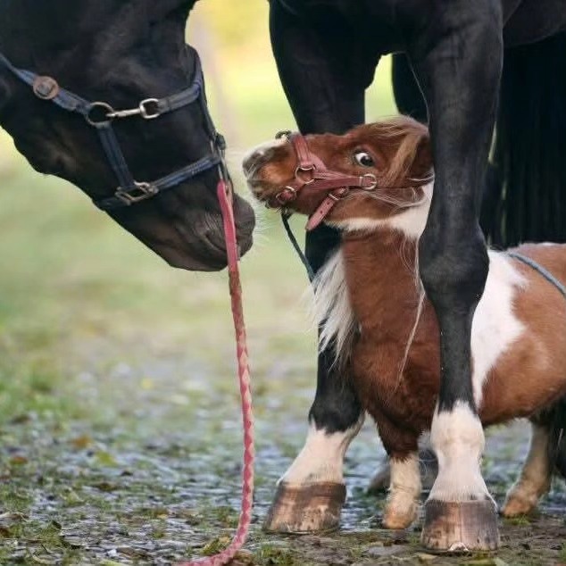 Pumuckel, un pony de Alemania, es el caballo más pequeño del mundo