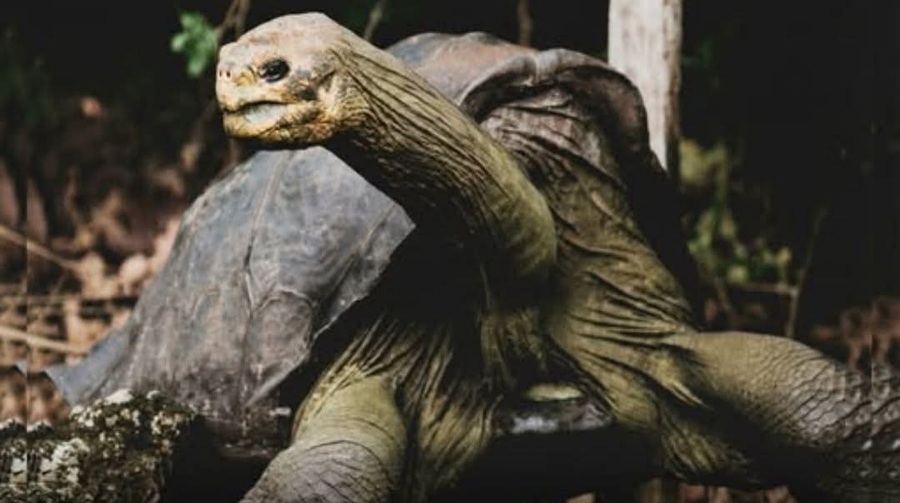 Muere Gramma, tortuga que vivió 141 años en tres siglos
