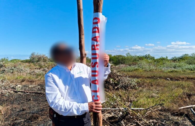 La Profepa clausura desmonte y lotificación ilegal en manglares de Chelem