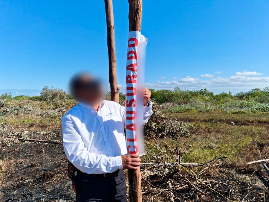 La Profepa clausura desmonte y lotificación ilegal en manglares de Chelem