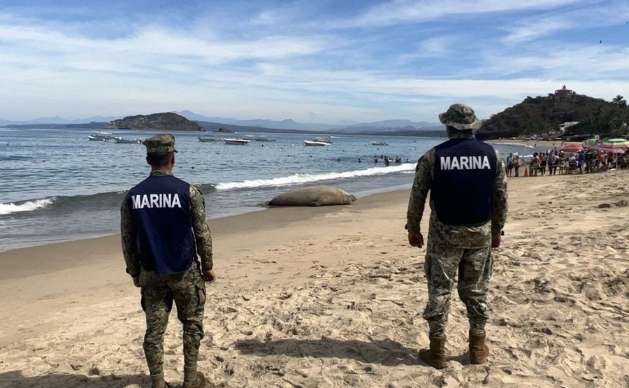 Elefante marino ‘vacaciona’ en playas de Nayarit