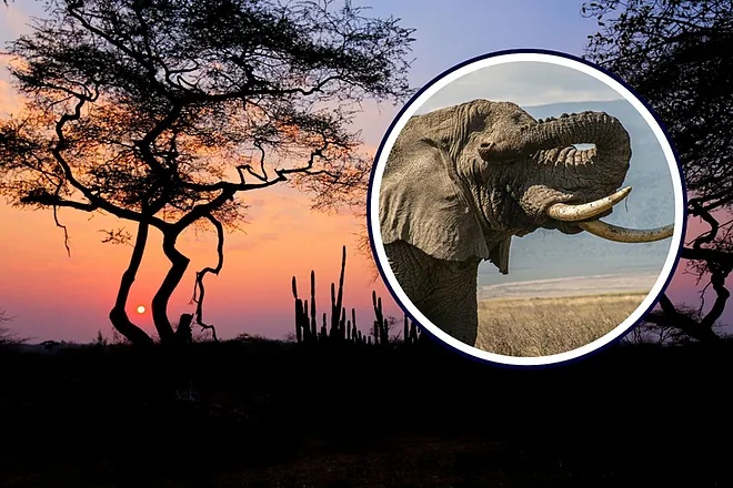 Elefante acusado de matar a 22 personas es el “criminal más buscado” del país