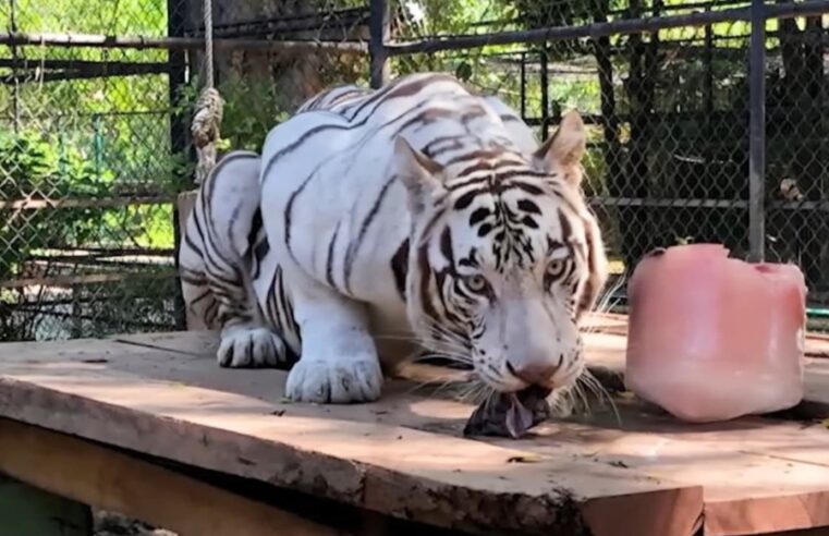 Trasladan al felinario “Balam, Balam” a la tigresa blanca para conservar su especie