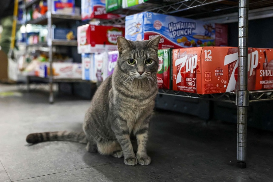 Nueva York avanza hacia la protección legal de los gatos bodegueros