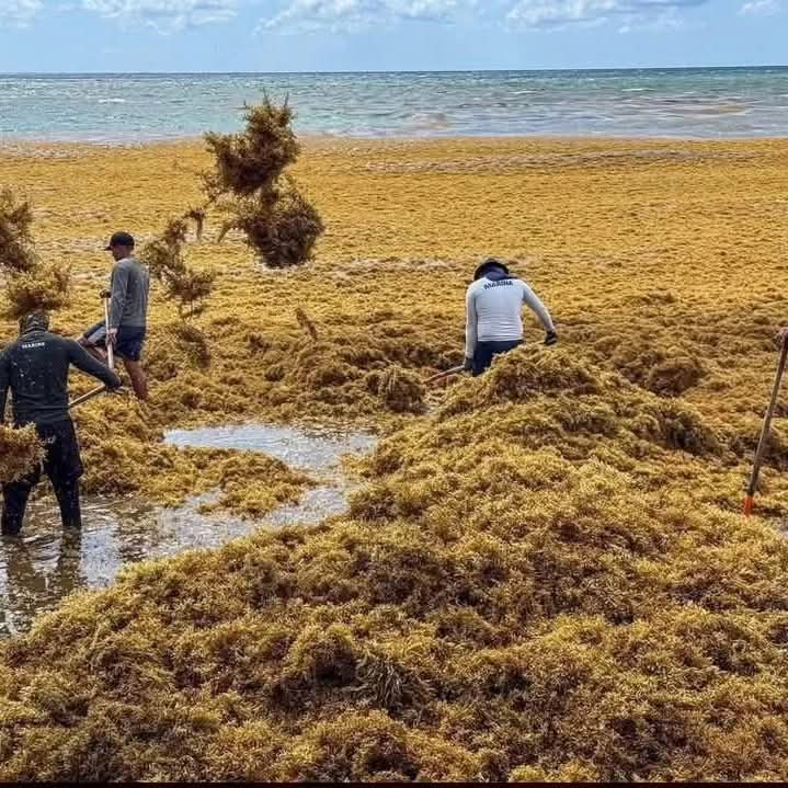 Extensas acumulaciones de sargazo cubren Playa del Carmen