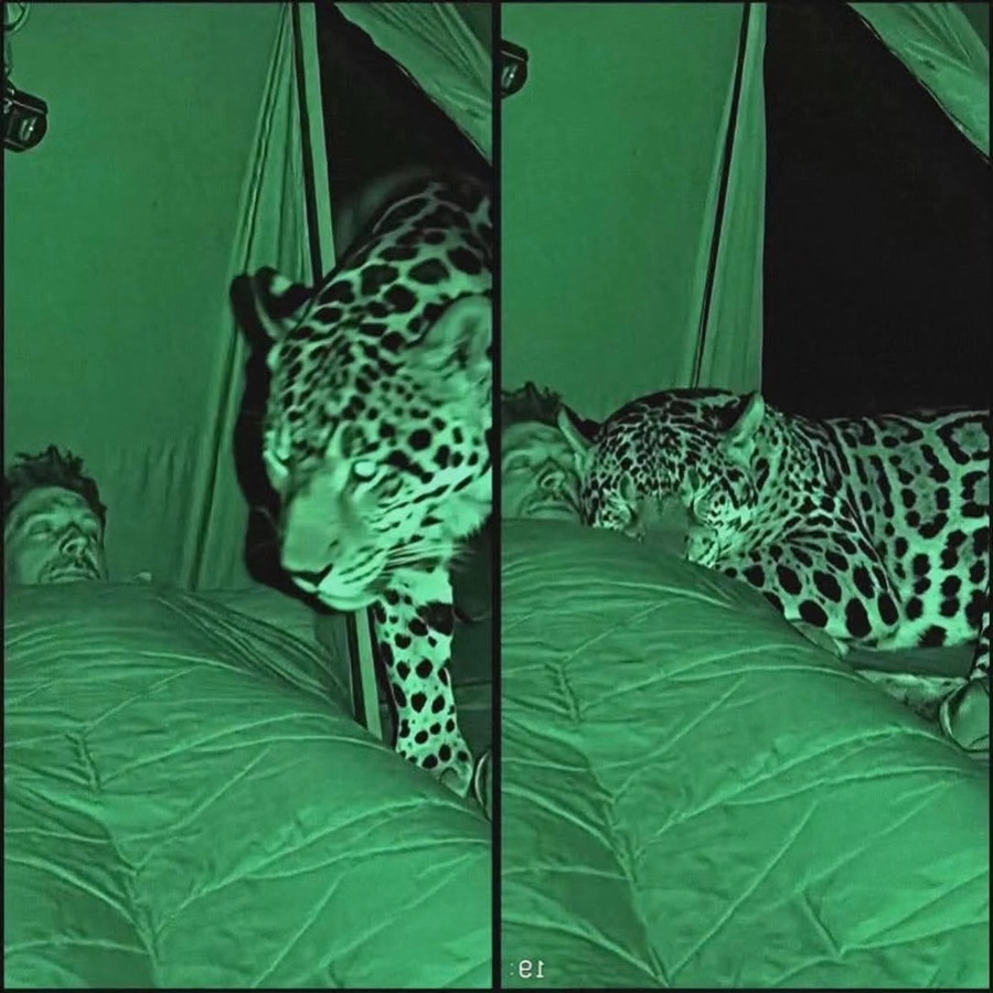 Llegó a estudiar al jaguar hasta que descubrió que el felino lo estudiaba a él