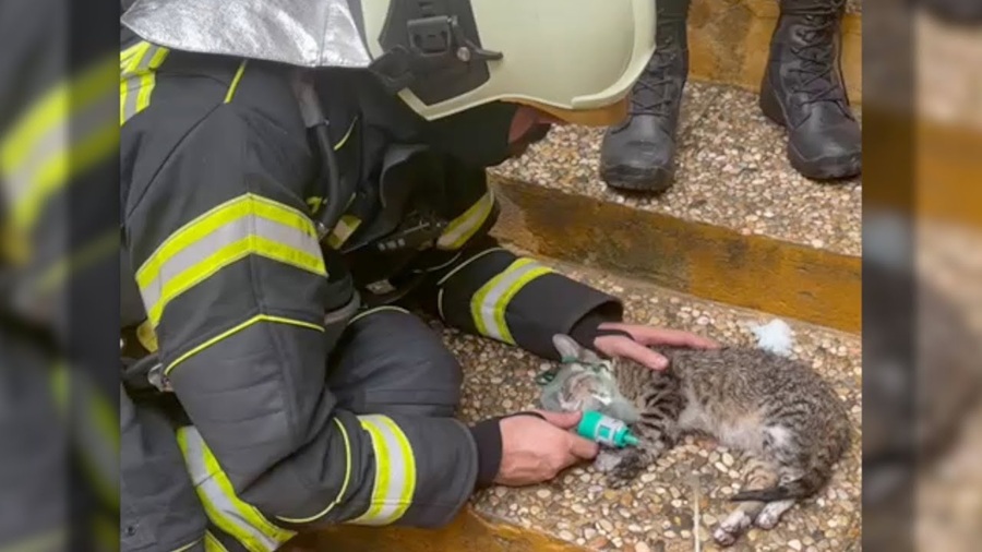Bomberos salvan a la vida a gatos desmayados en un incendio por inhalación de humo