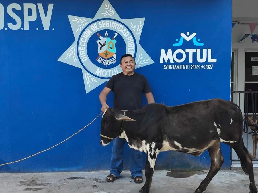 En Motul se roban la vaca, pero todo se arregla como si nada