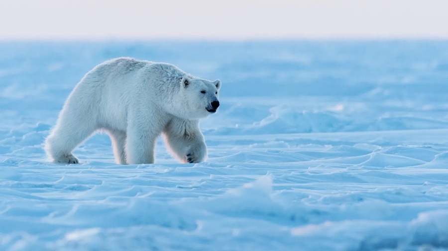 Osos polares se ponen más gordos por el aumento de temperatura en el Ártico